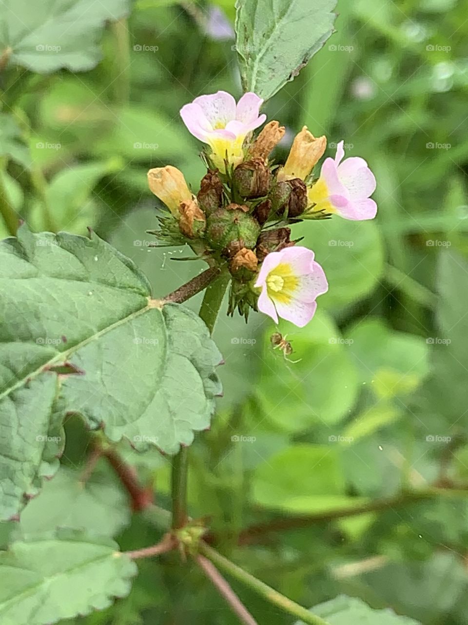 Plants around us.