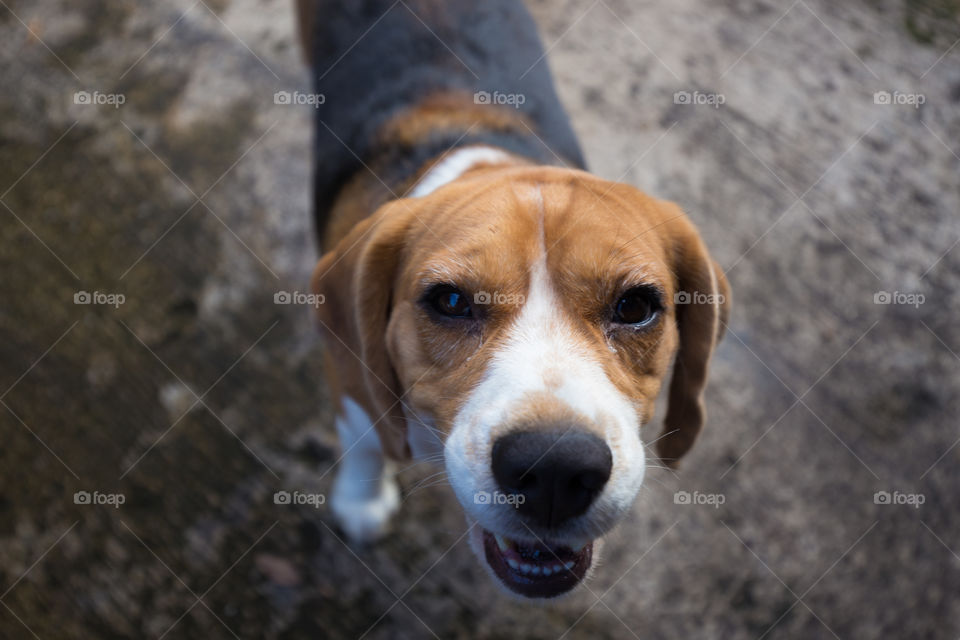 Cute beagle dog looking at camera 