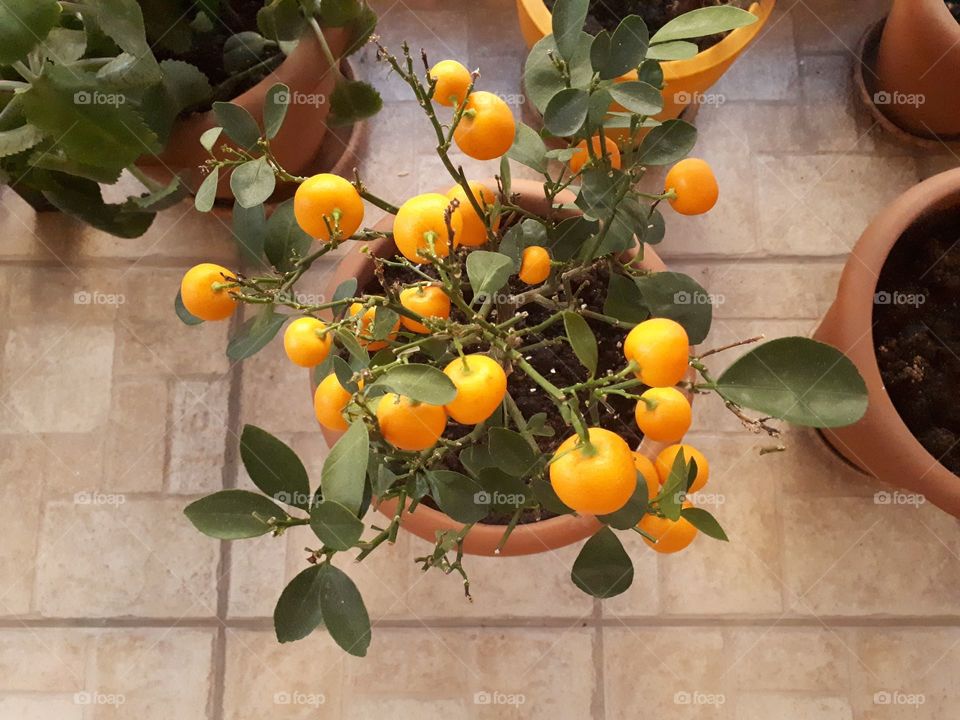 Mandarin tree