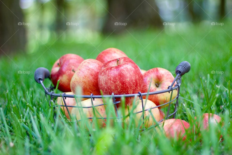 Fruits! - Apples in a wire basket on the grass