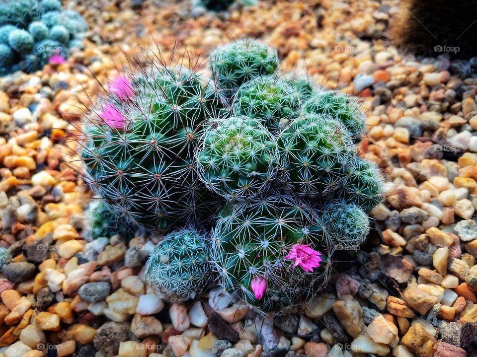 Random Cactus in Cloud Forest, SG