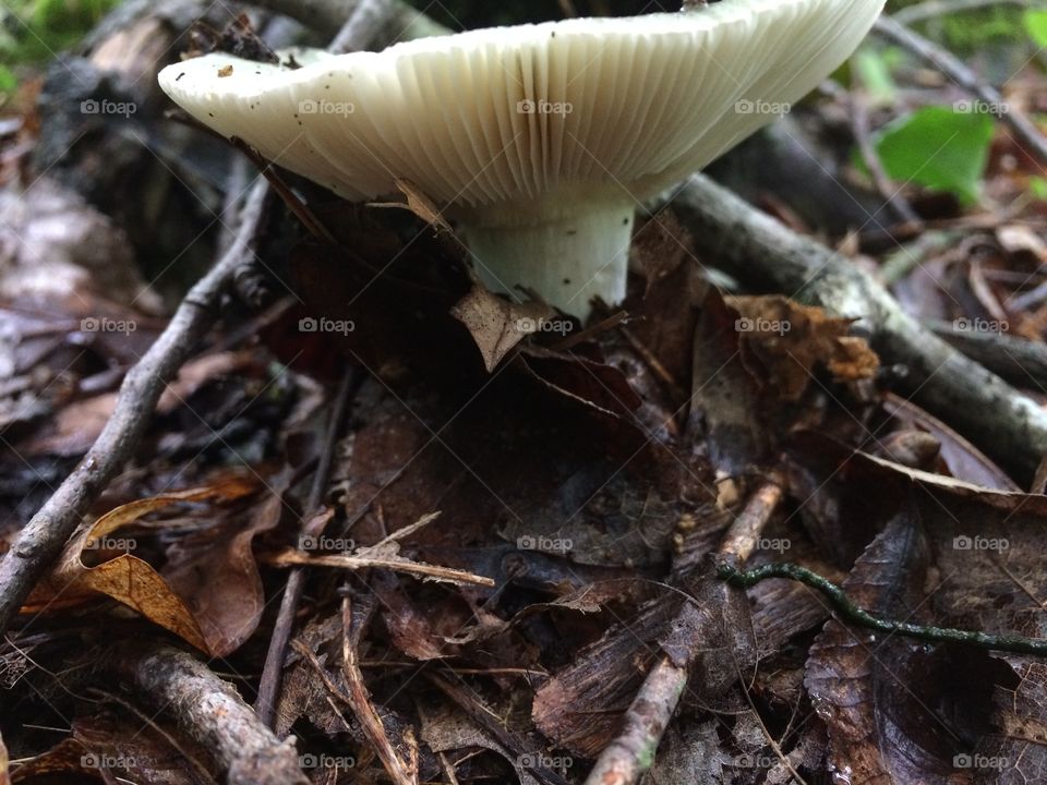 Russula 