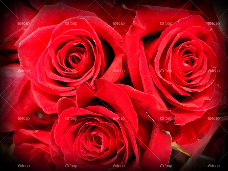 Red roses
