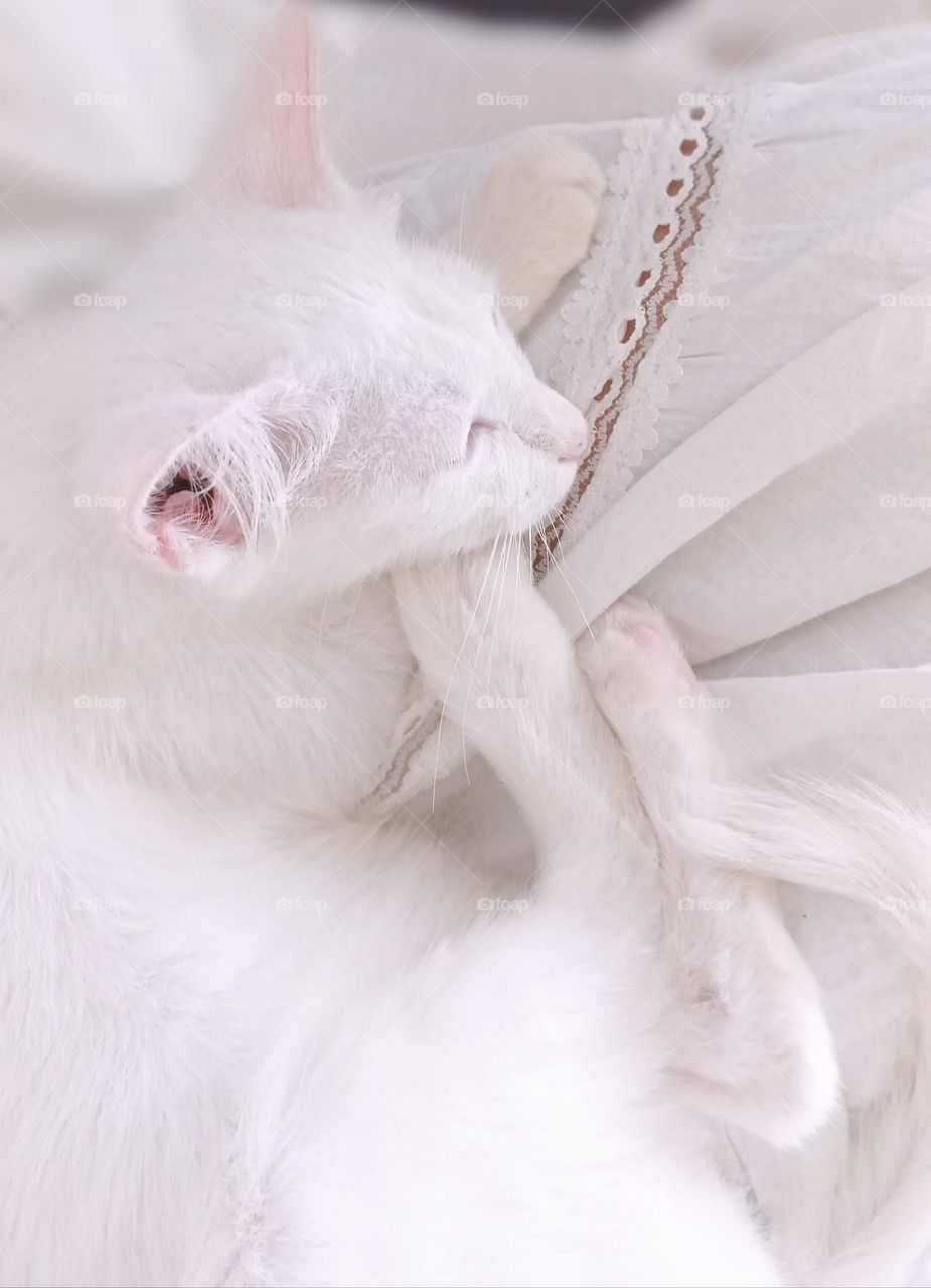 Kitten sleeping on my lap