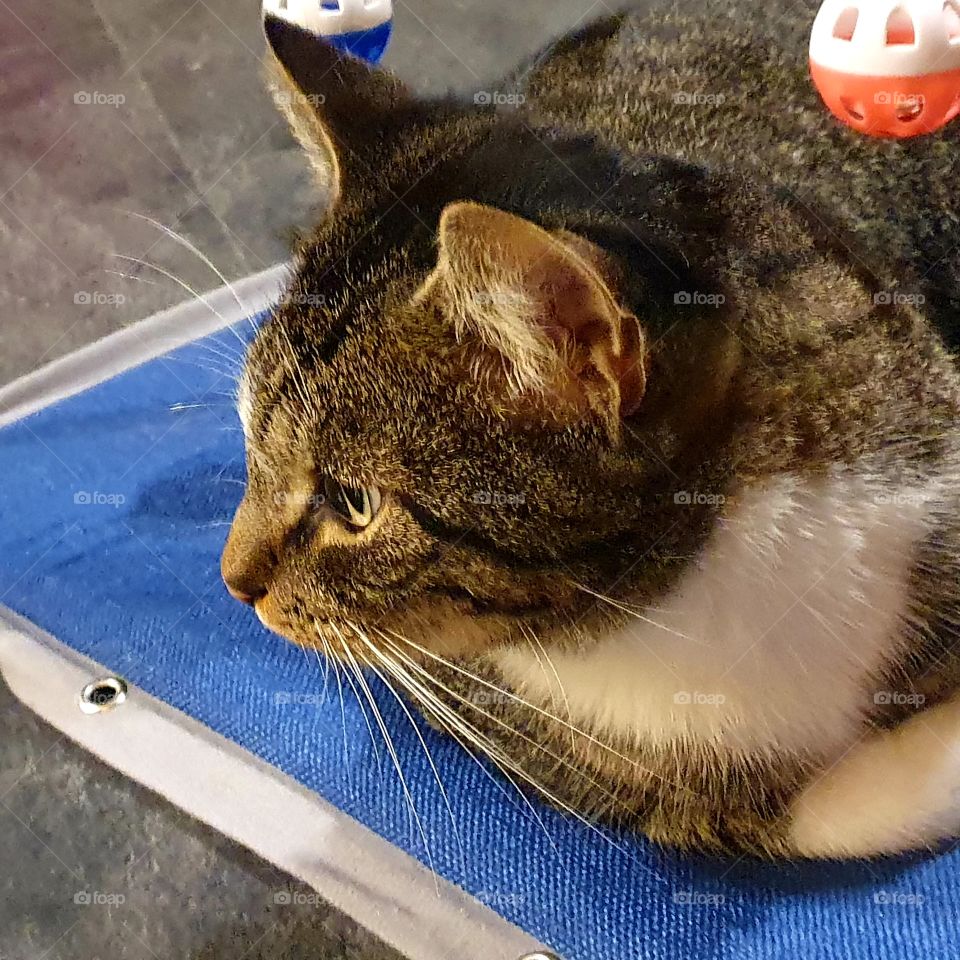 Cat lie on his blue playmat.