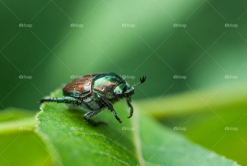 Japanese beetle on leaf