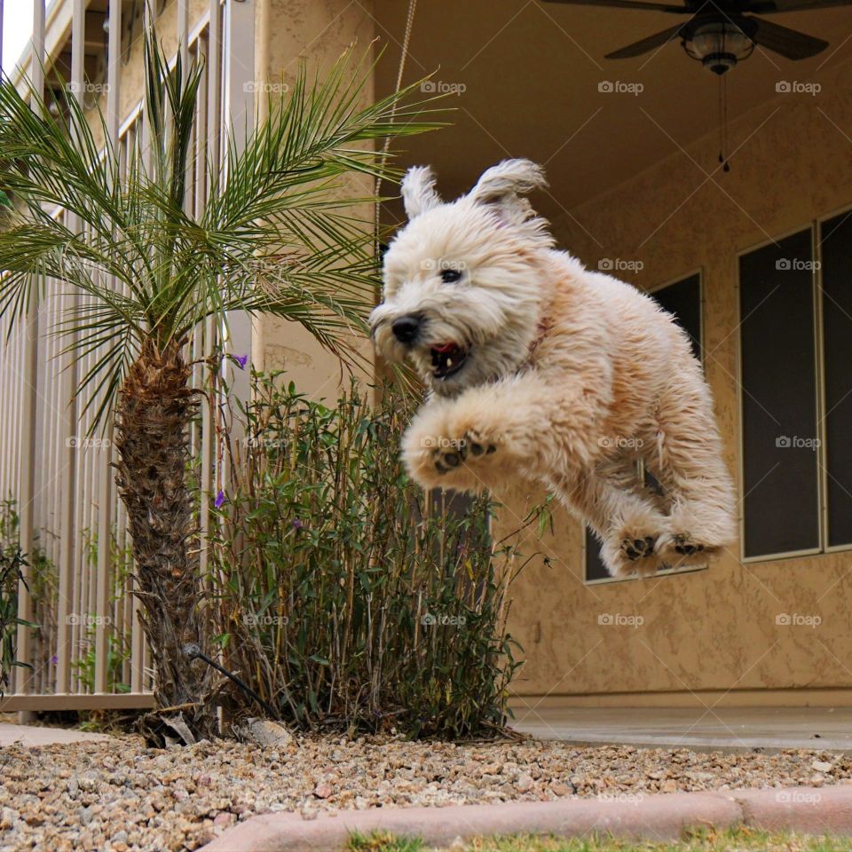Daisy the wheaten terrier puppy jumps with joy while playing in the yard