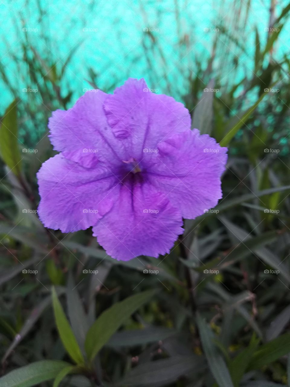 Flor morada1