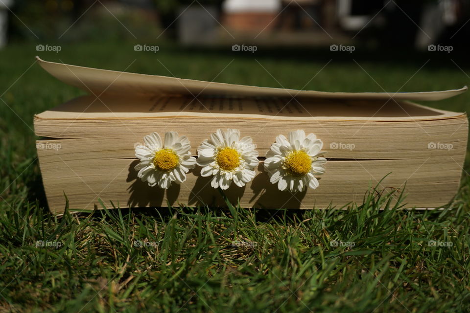 Daisies 