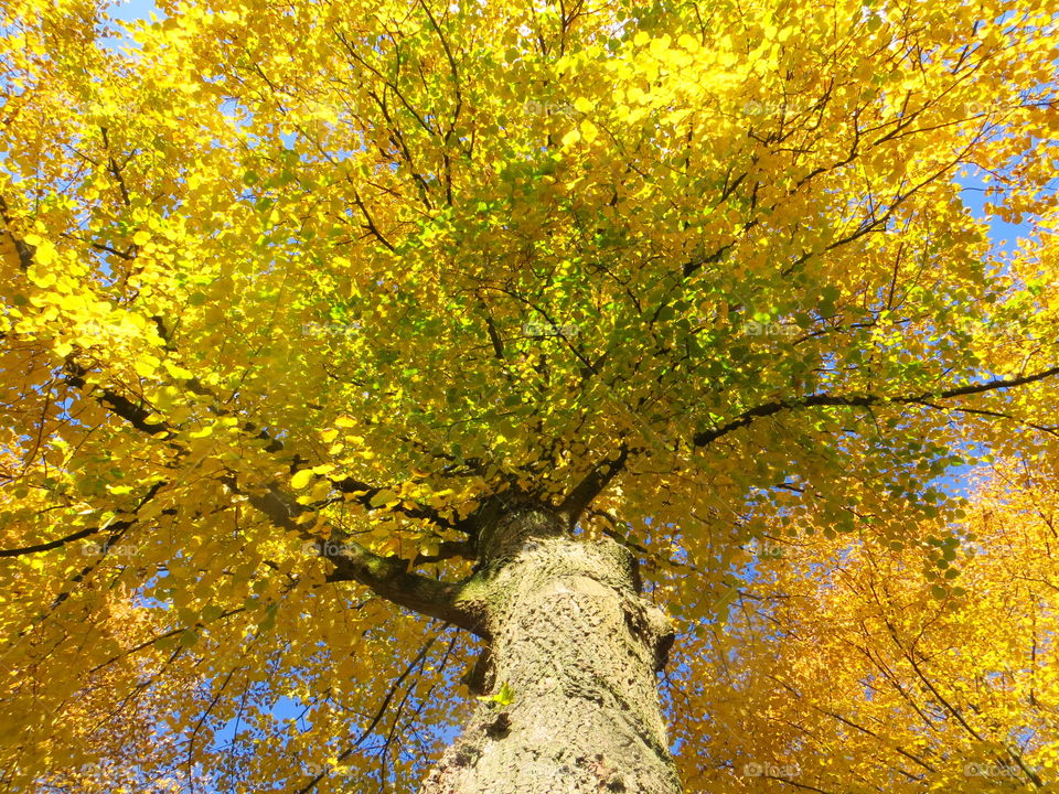 Low angle view of tree canopy in autumn