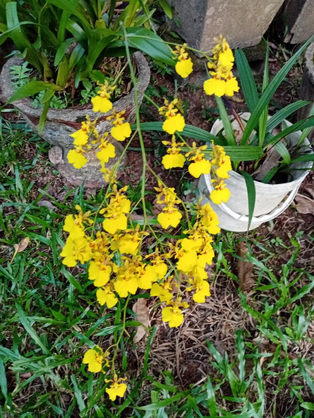 Spirit of yellow