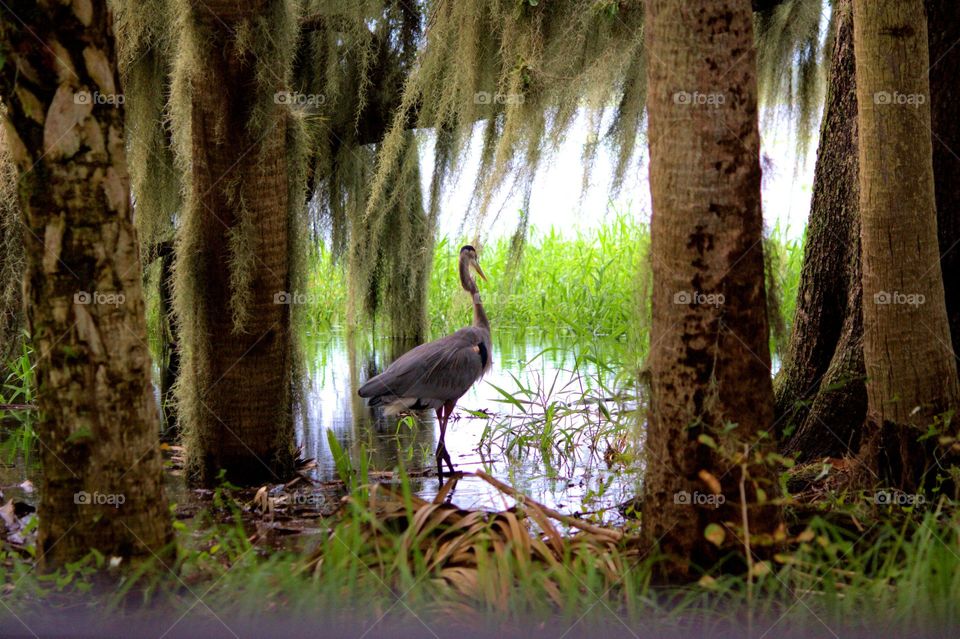great heron in the swamp