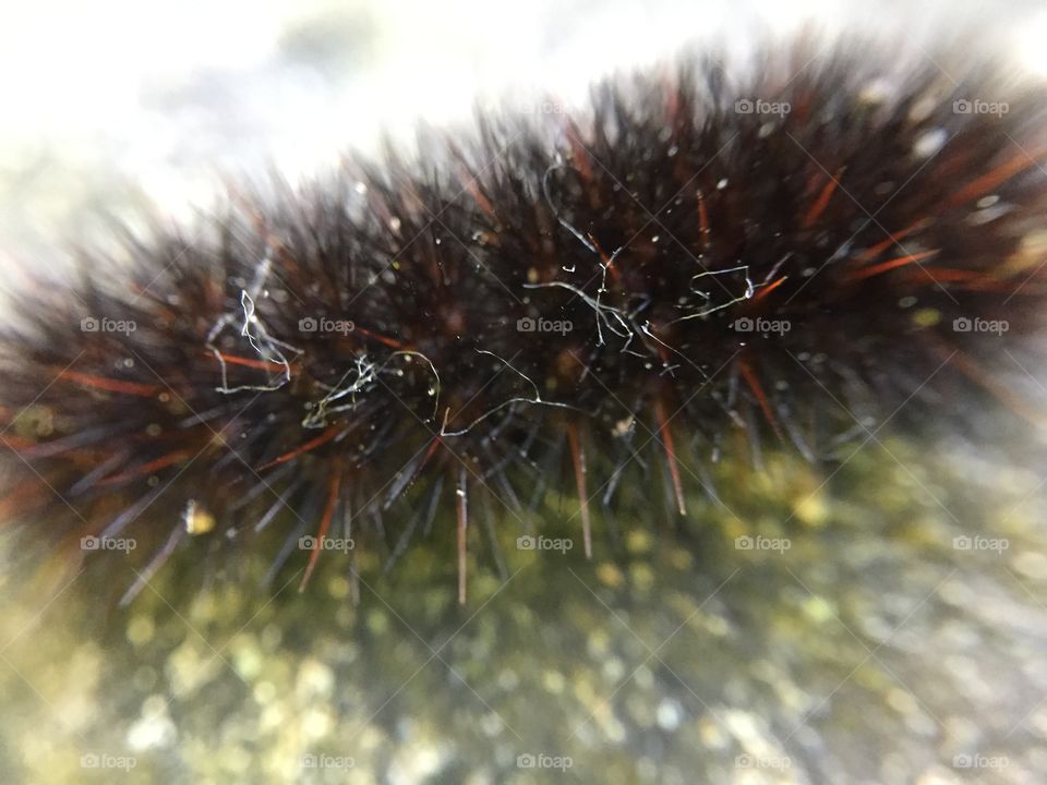 Little hairy caterpillar 