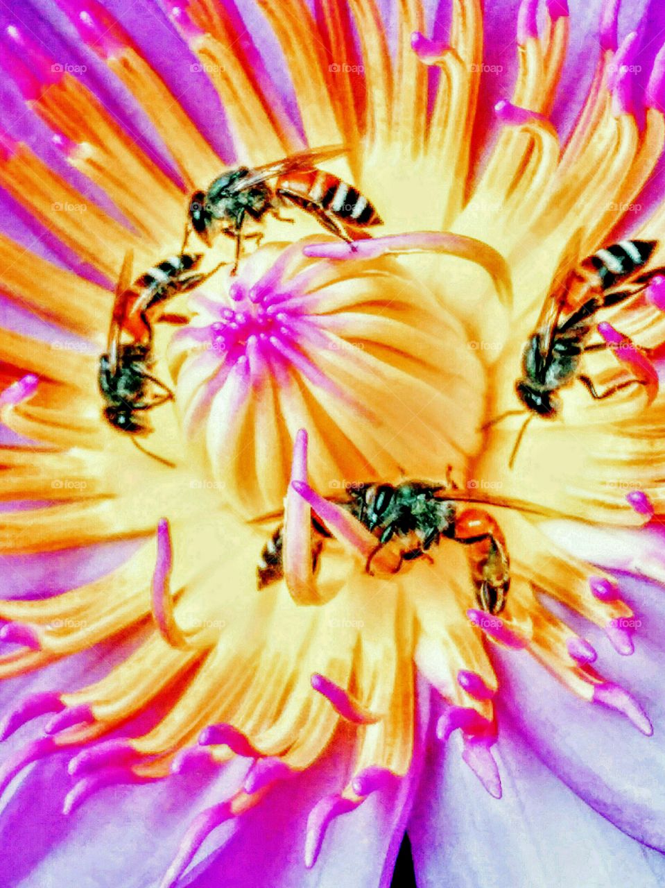 Bees sucking nectar