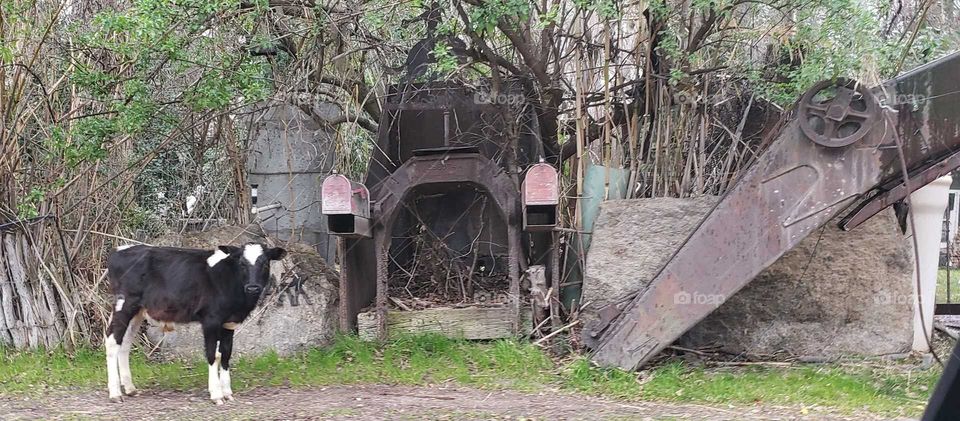a cow on the side of the road