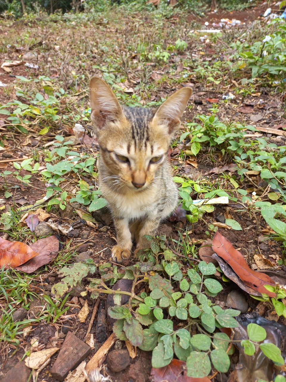The cute kitten is in the grass garden
