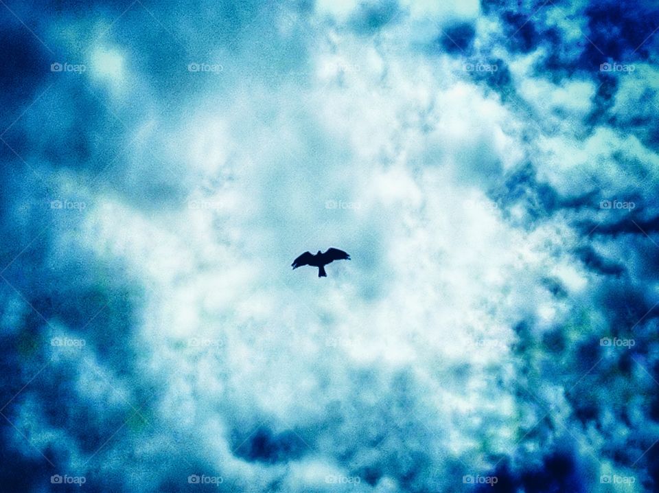 Bird fly in the sky☁