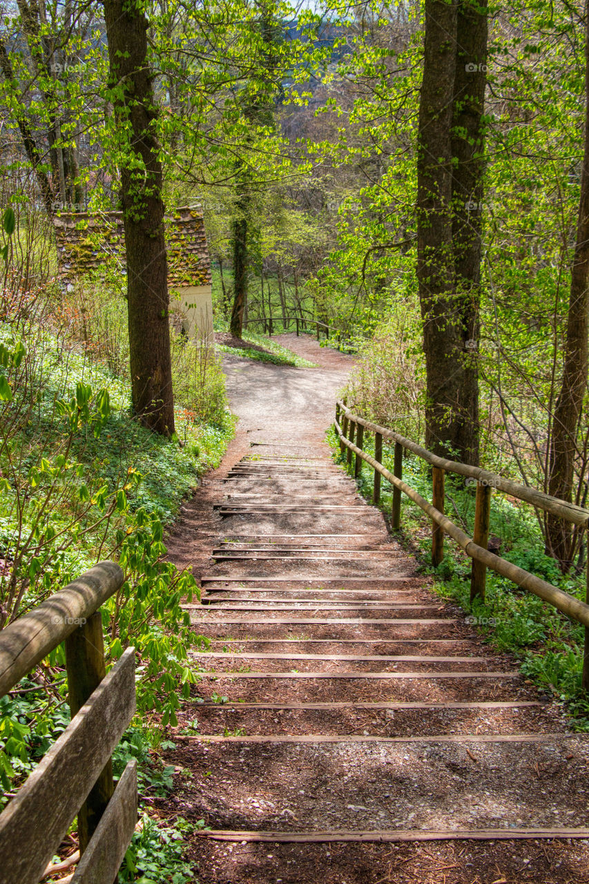 Forest path 