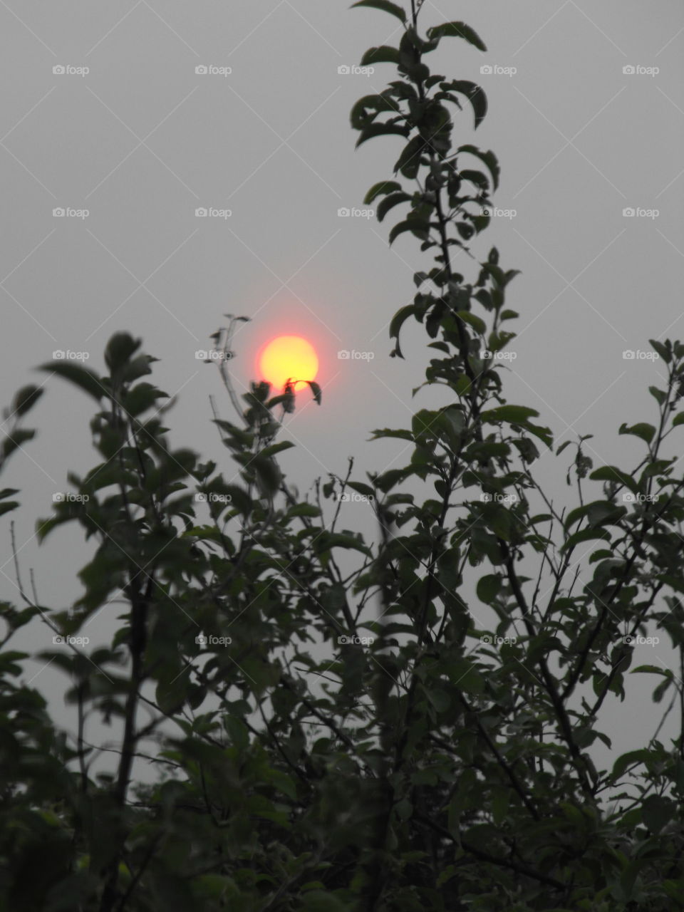 Sun in the time of forest fires