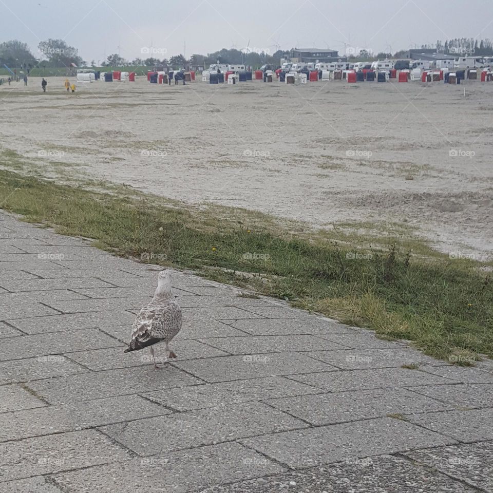 Möwe am Strand 2