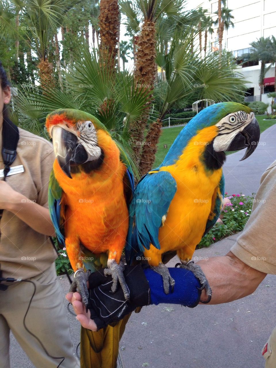 Colorful parrots 