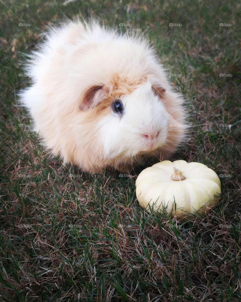 Mammal, Rabbit, Rodent, Fur, Cute