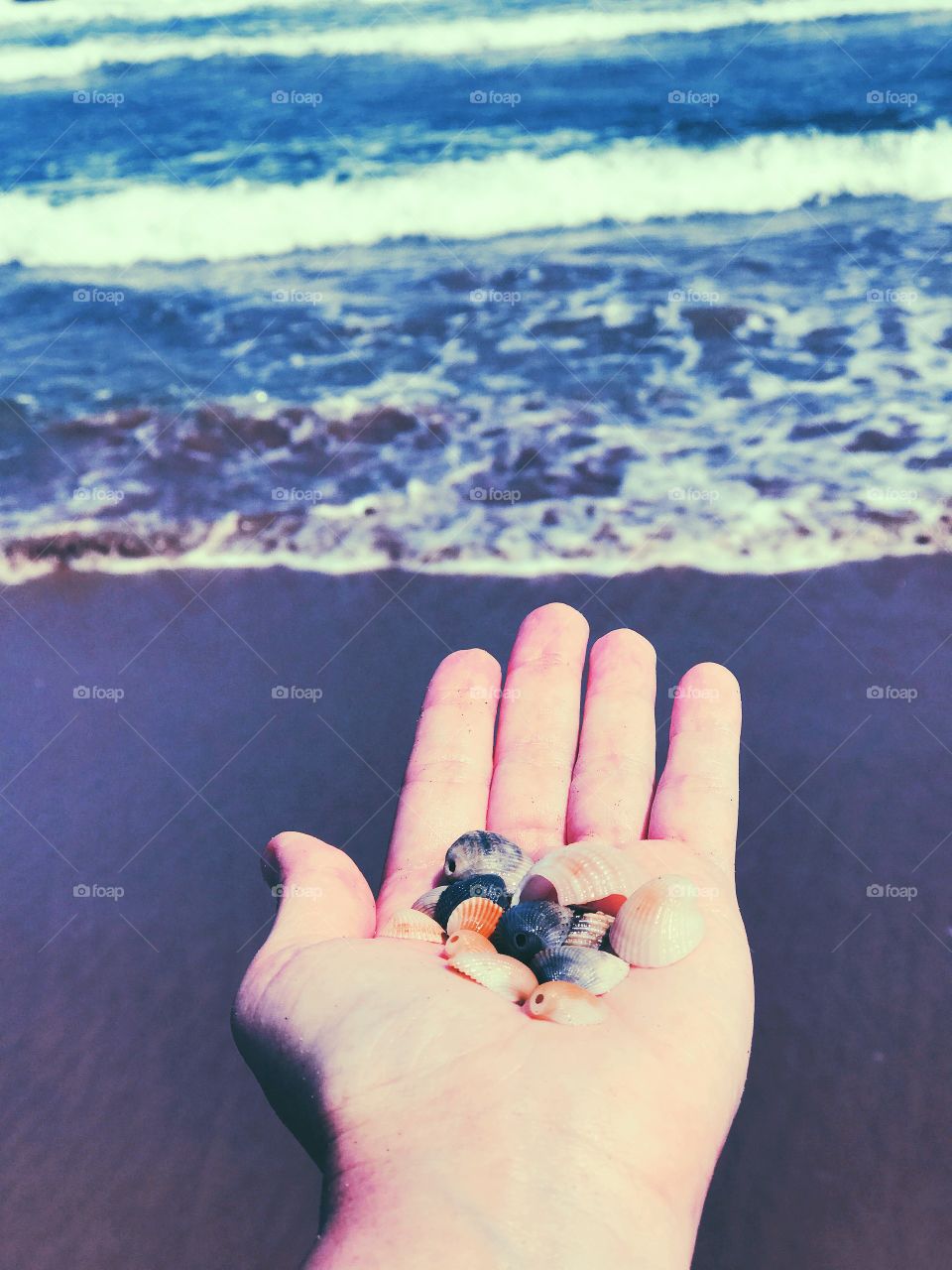 Seashells and the Sea