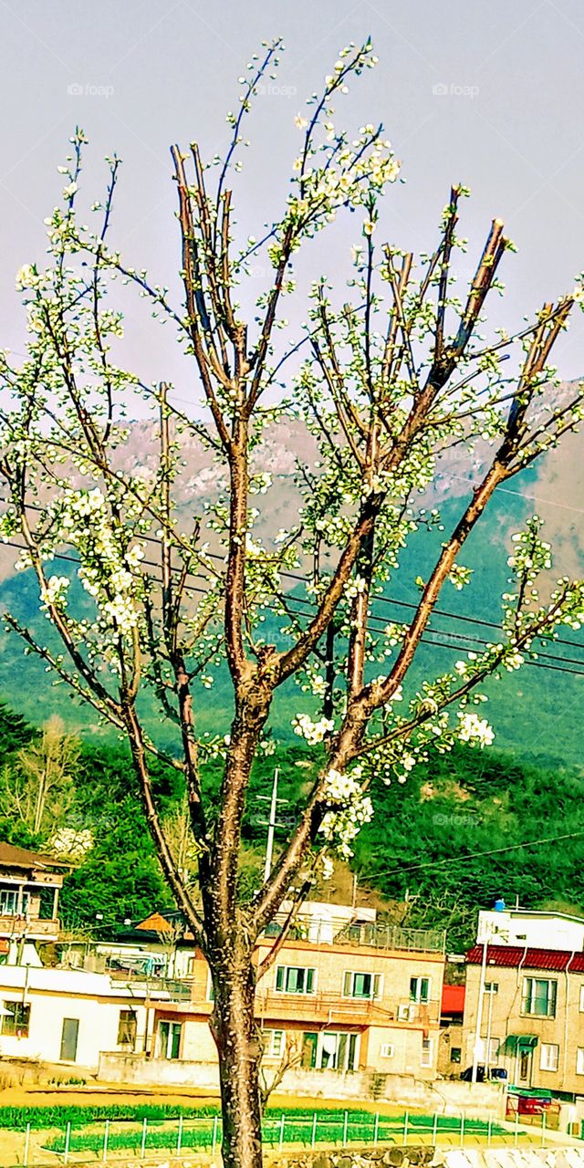 The blooming cherry flower and the fine weather of early spring season.
