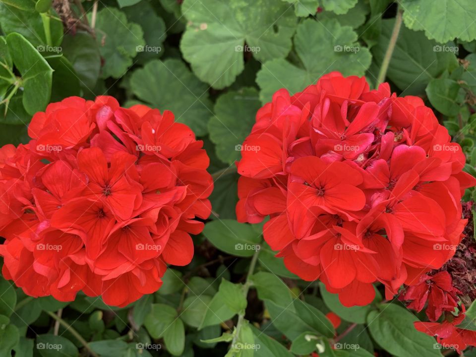 Two red geraniums- San Diego CA