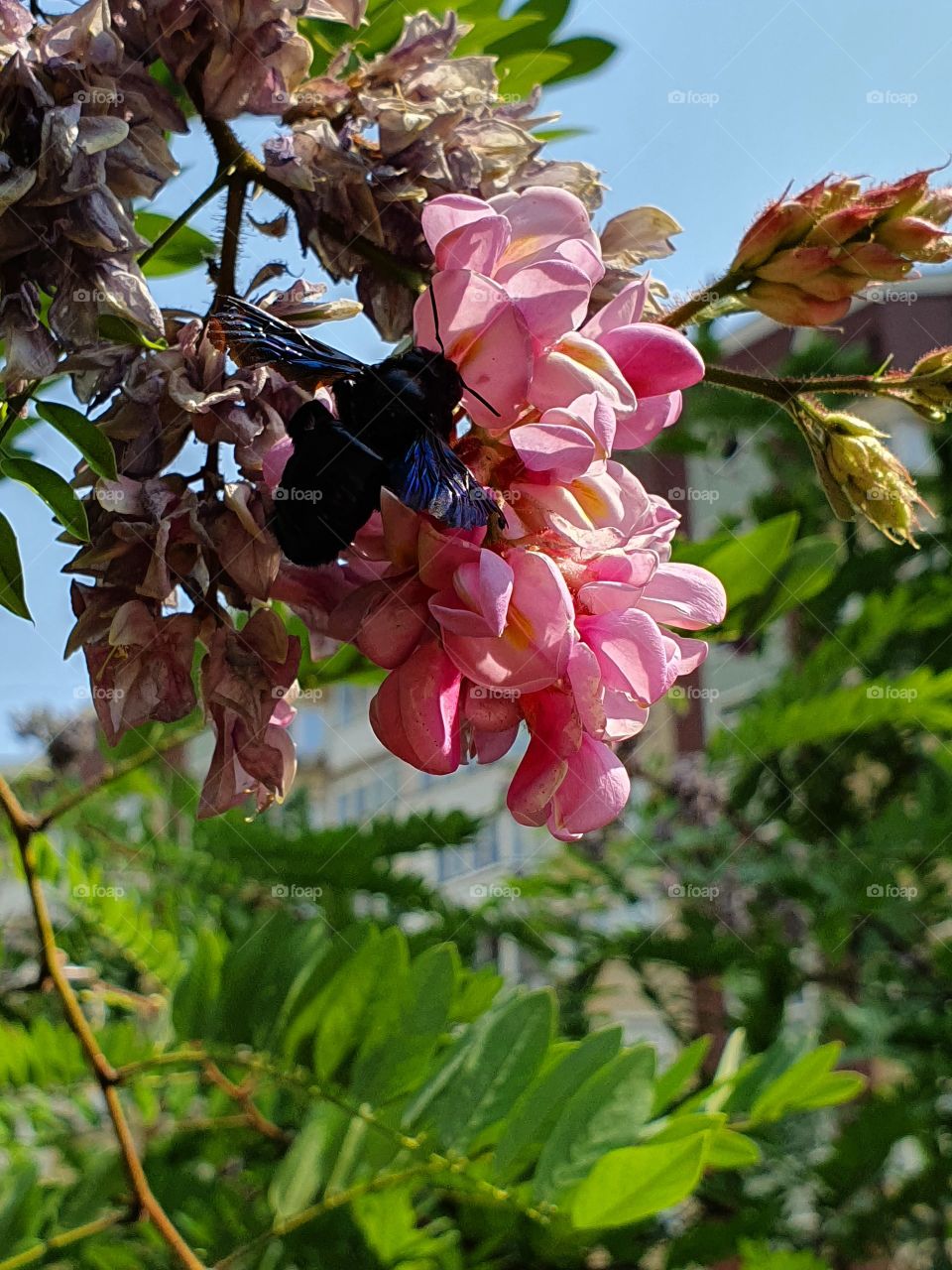 black wasp feeding from pink acacia