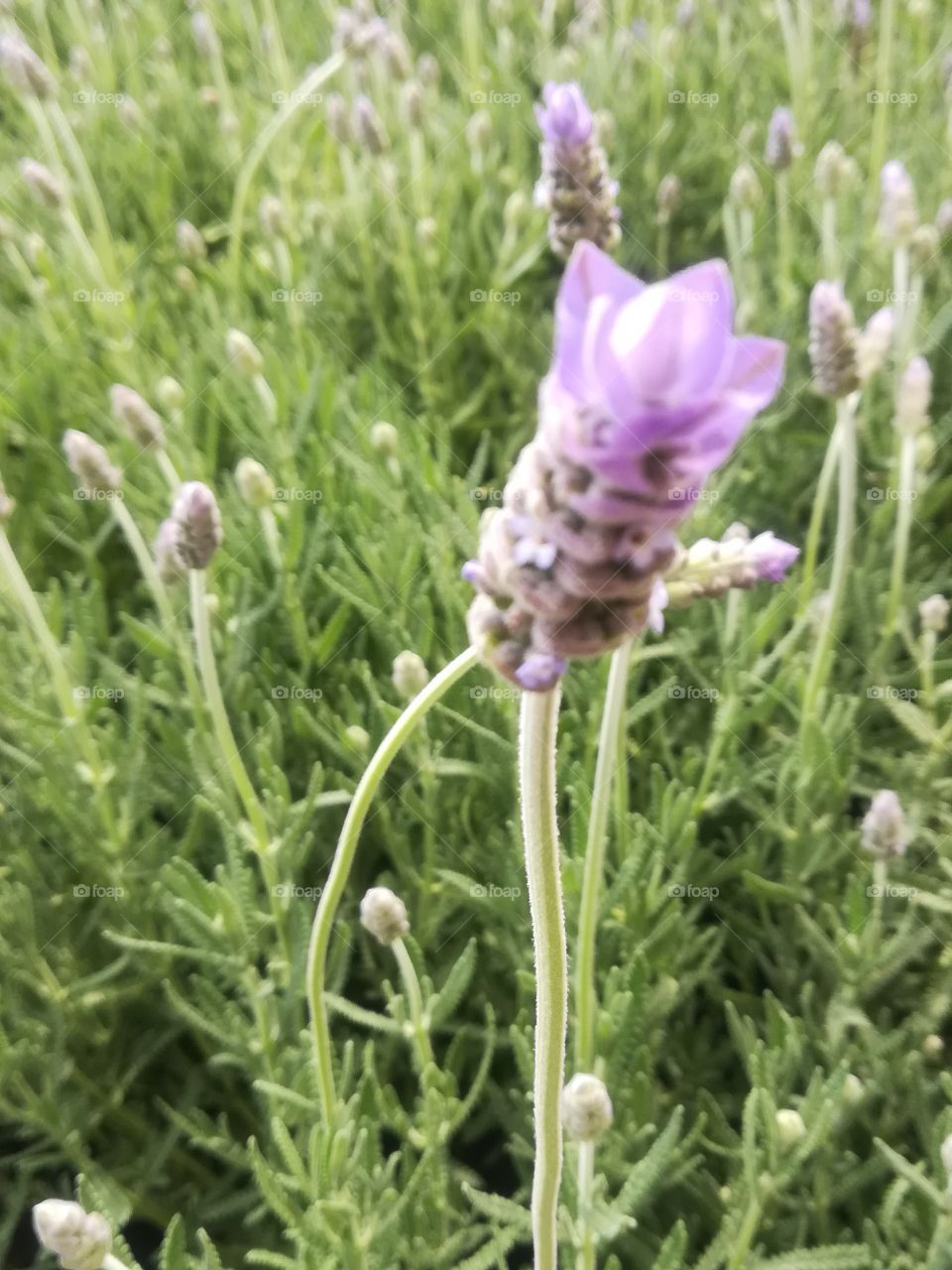 lavanda