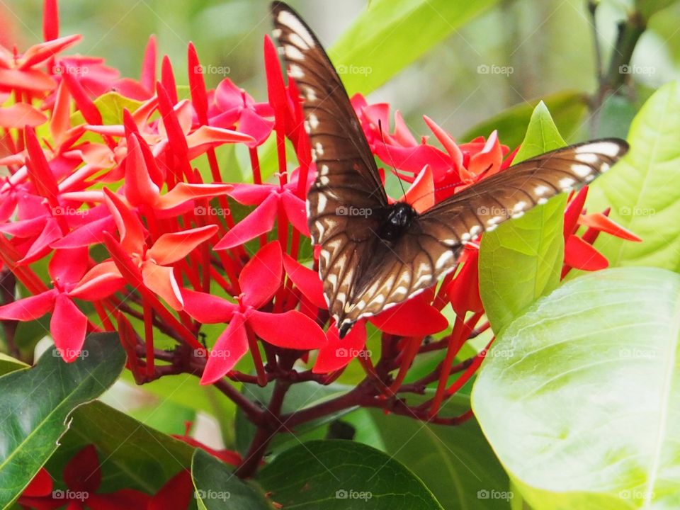 Butterfly rest on flower