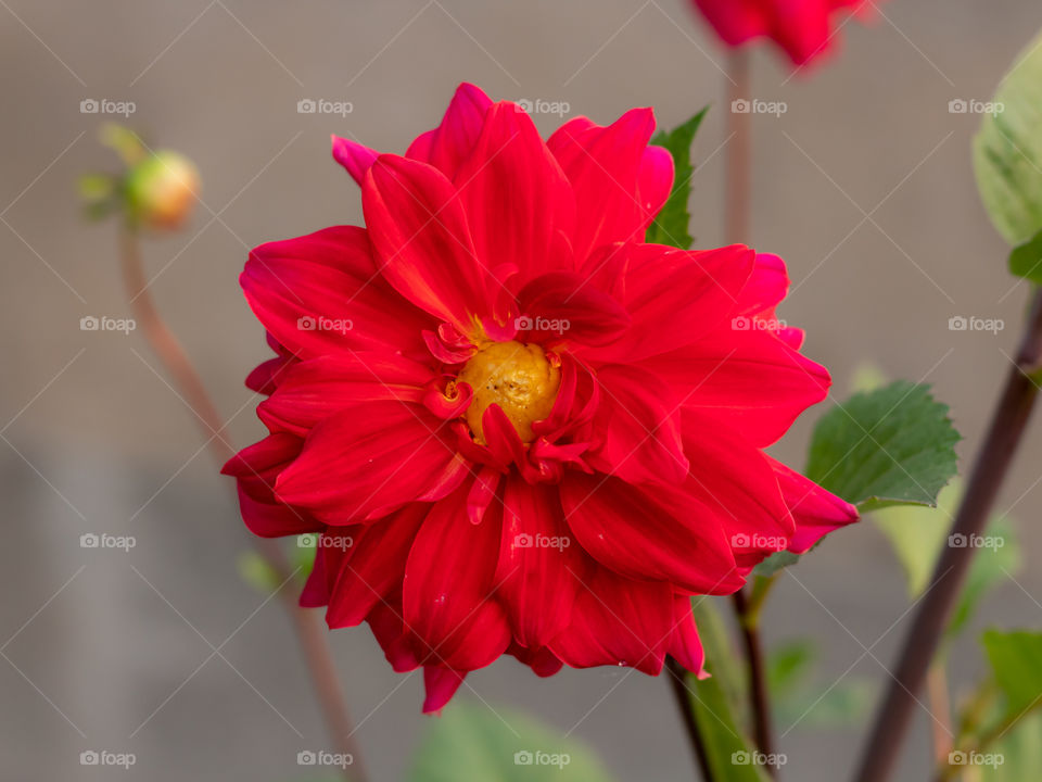 Beautiful Dahlia