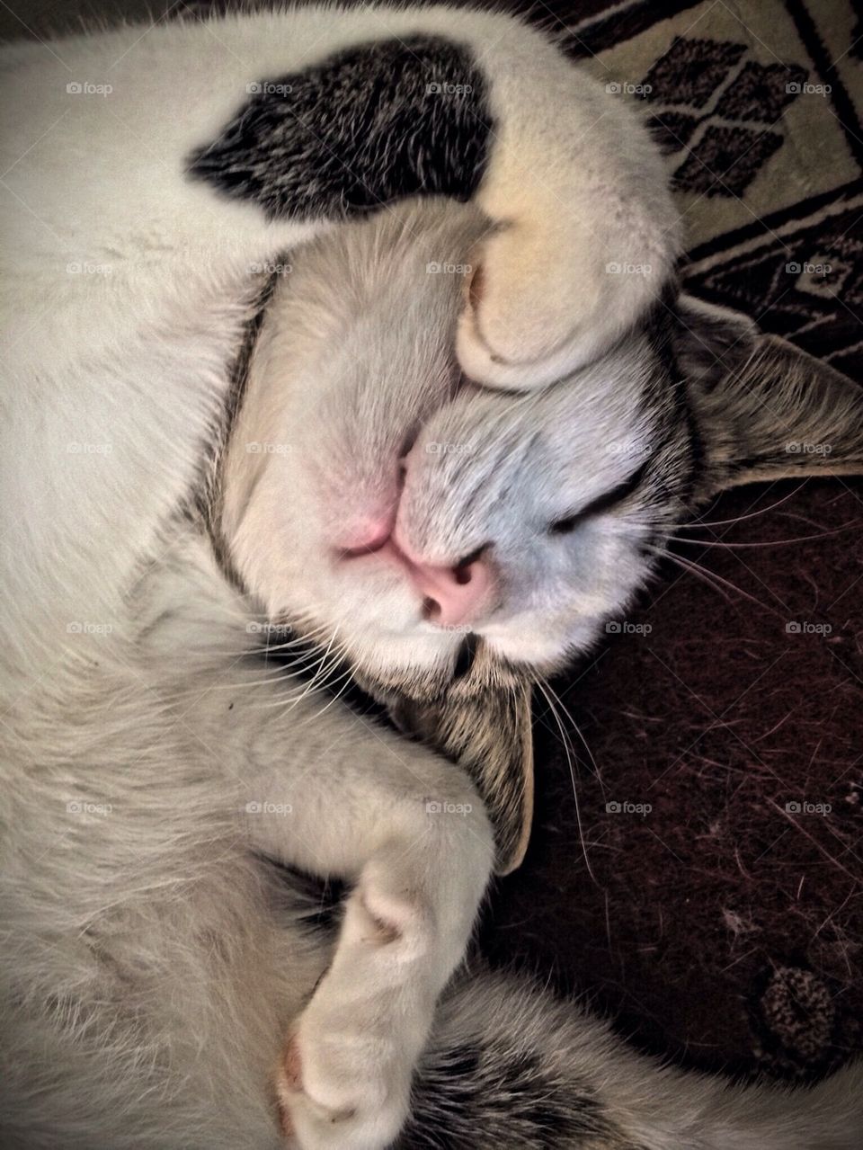 O what a busy life I have