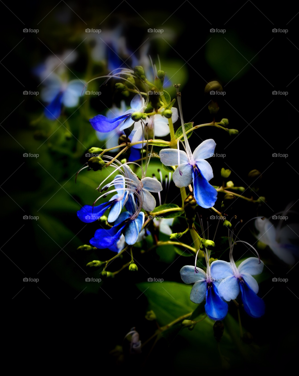 green flowers nature blue by stevehardley7