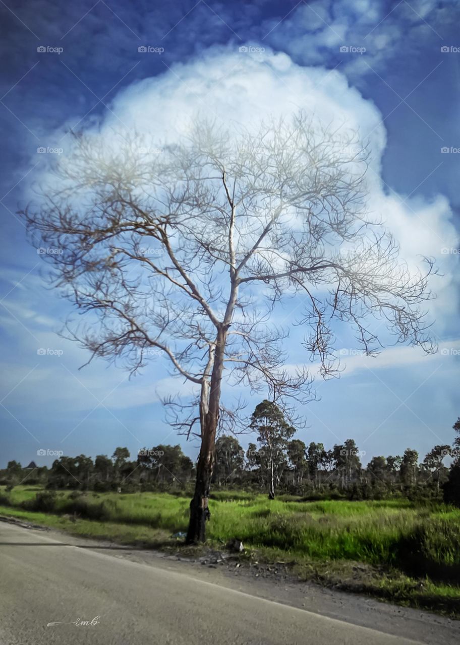 trees and clouds