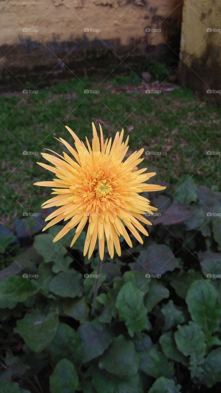 Gerbera Flower (Babandasiya)