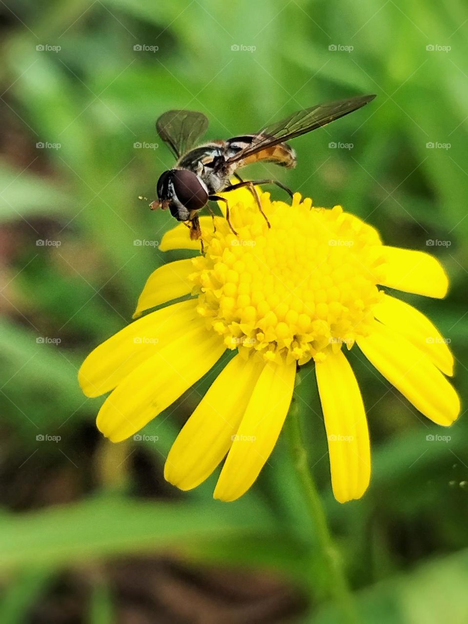 A Nornet collecting pollen