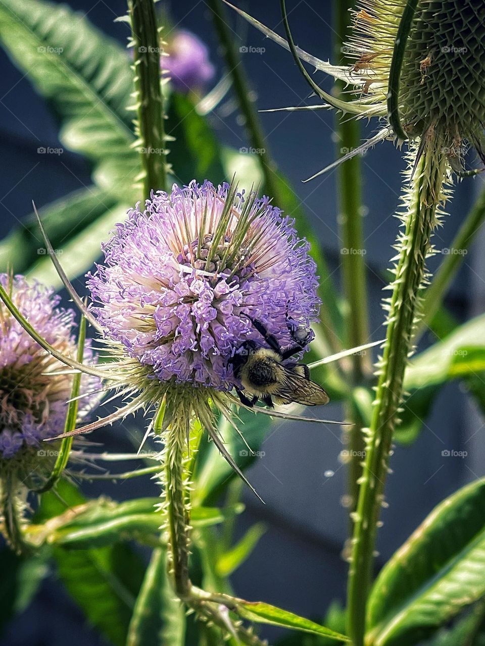 Bees pollinating on my Teasel 