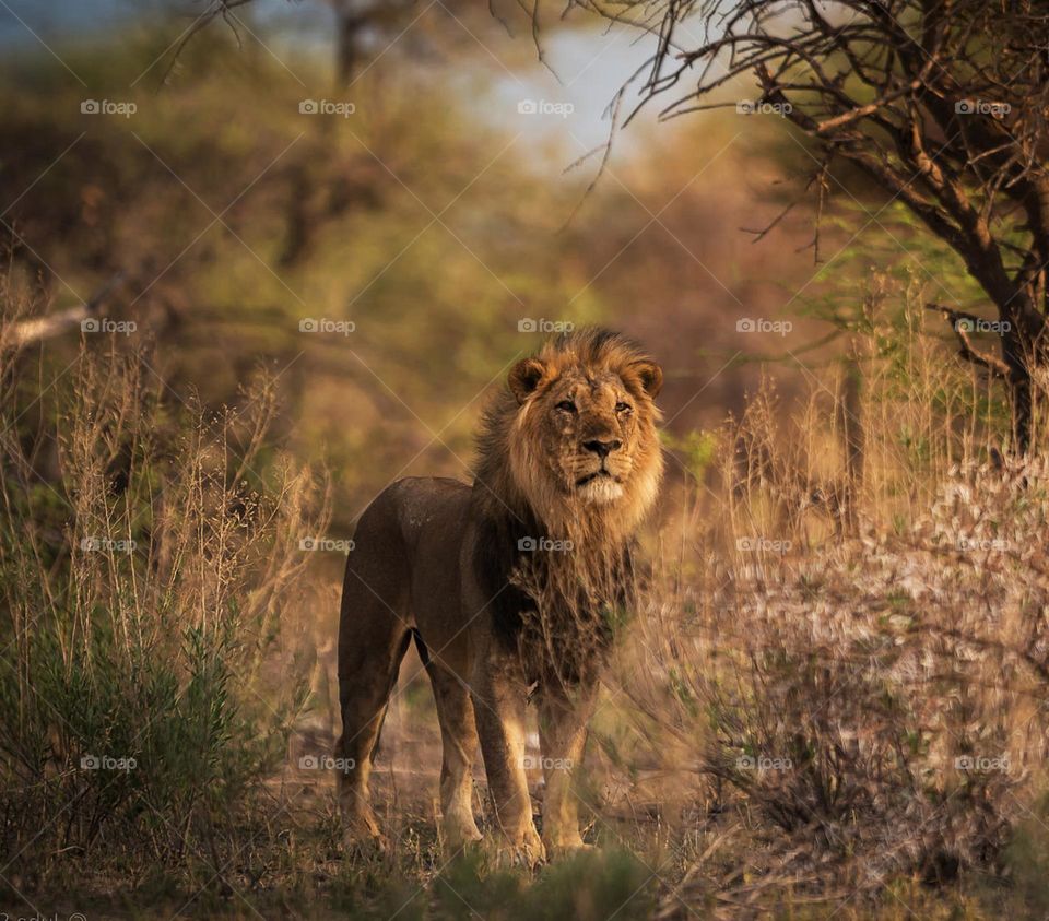 Nxai Pan, Botswana wildlife pictures