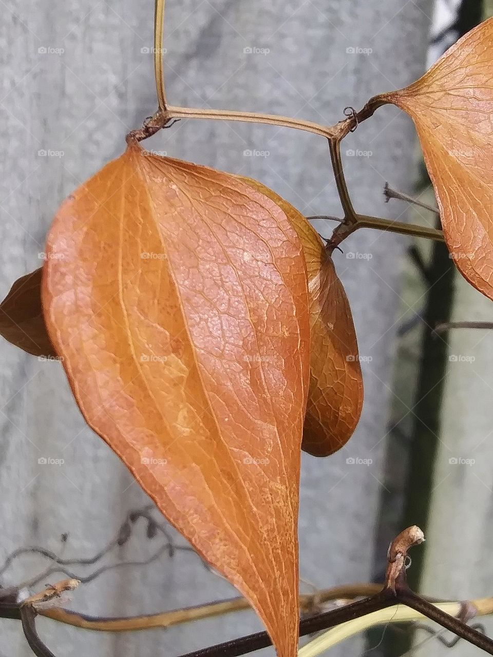 dry leaves of a vine