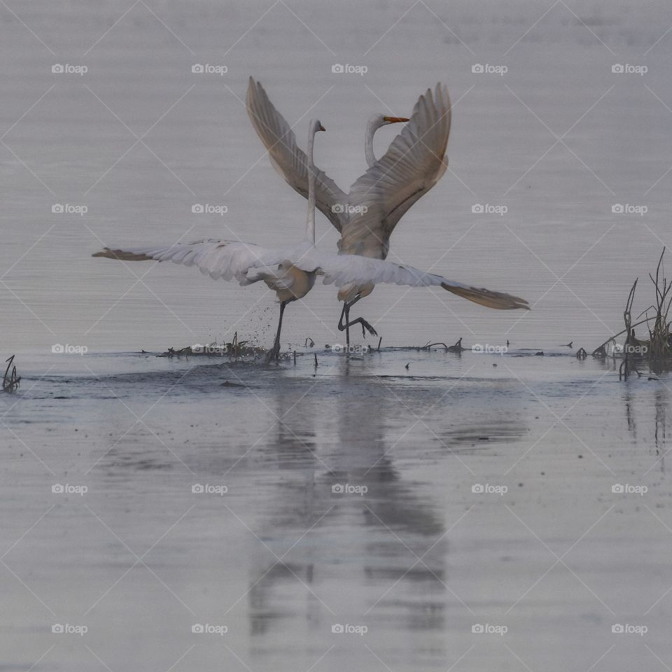 Great Egrets 