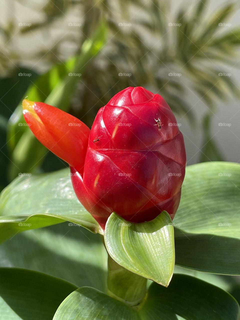 Red ginger