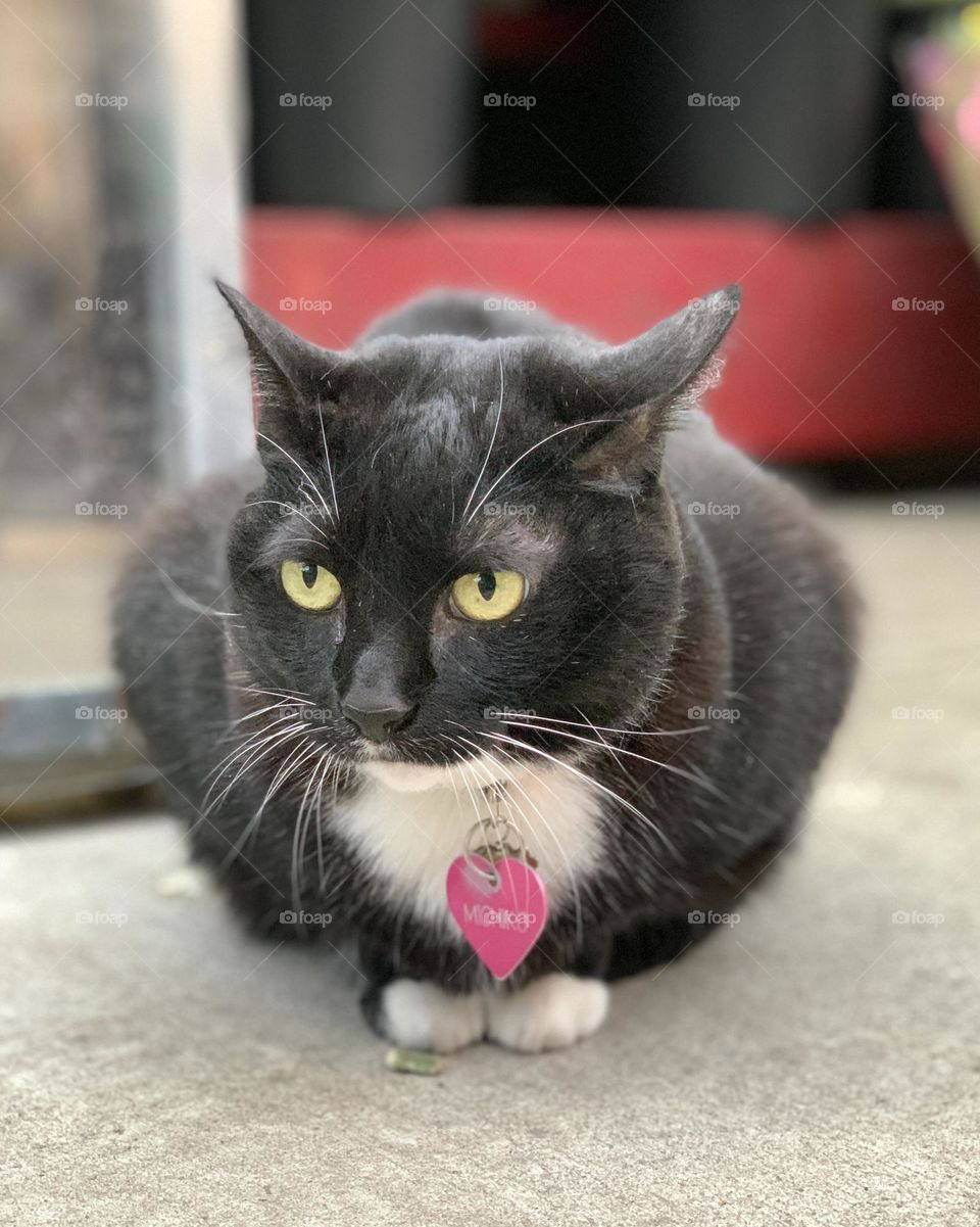 Michiko black and white cat sitting on the pavement 