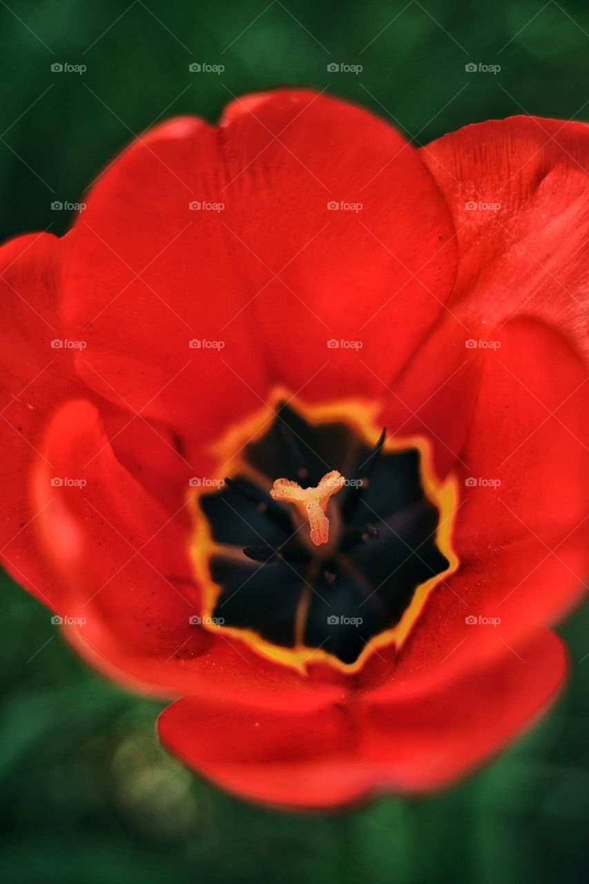 Tulip