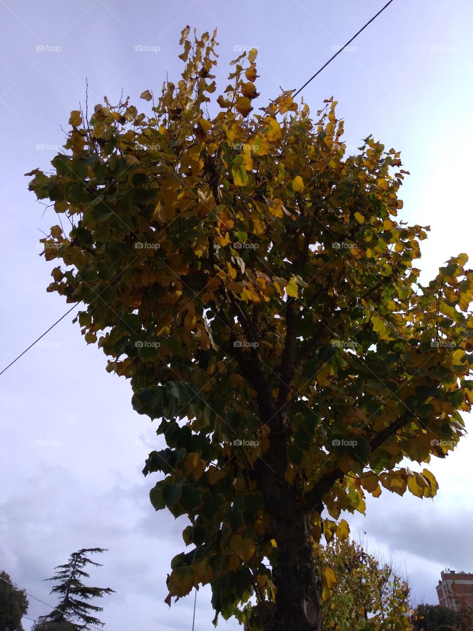 Colors of 2021: Ultimate Gray & Illuminating.