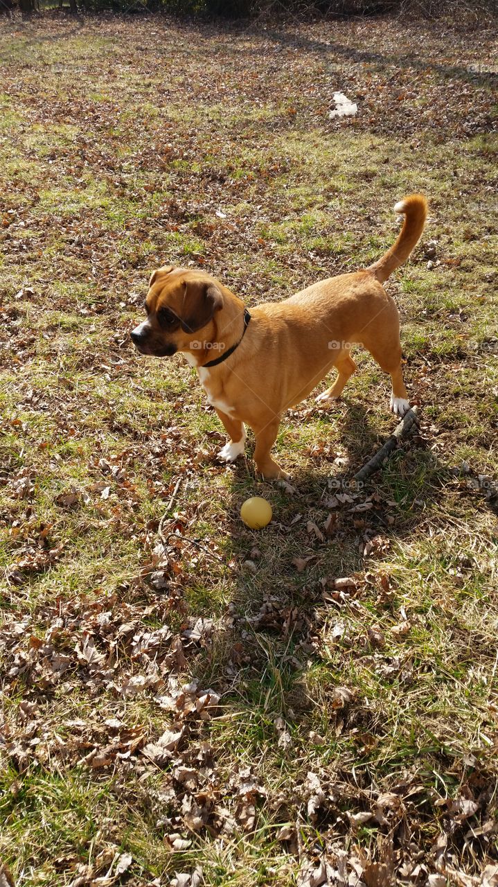 This is Miley. She is my Aunt's dog that she rescued from a shelter. When my Aunt's dog passed away from cancer, Miley comforted her when we were looking at the dogs at my sisters Doggy Den. Miley's best friend is her ball and for some odd reason, she thinks I moved in to be her personal ball thrower.