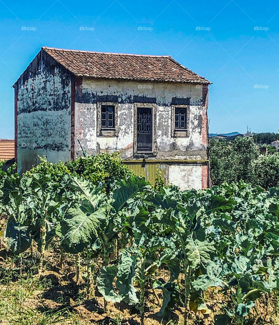 Small run down outbuilding surrounded by cabbage - Central Portugal - 2020