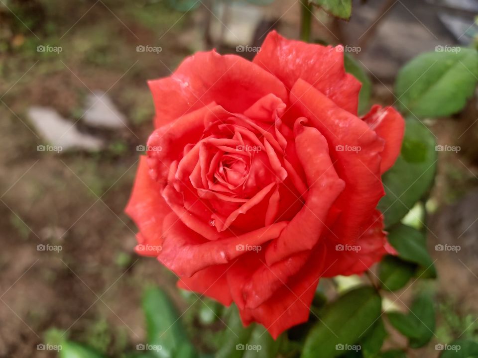 rose blossom