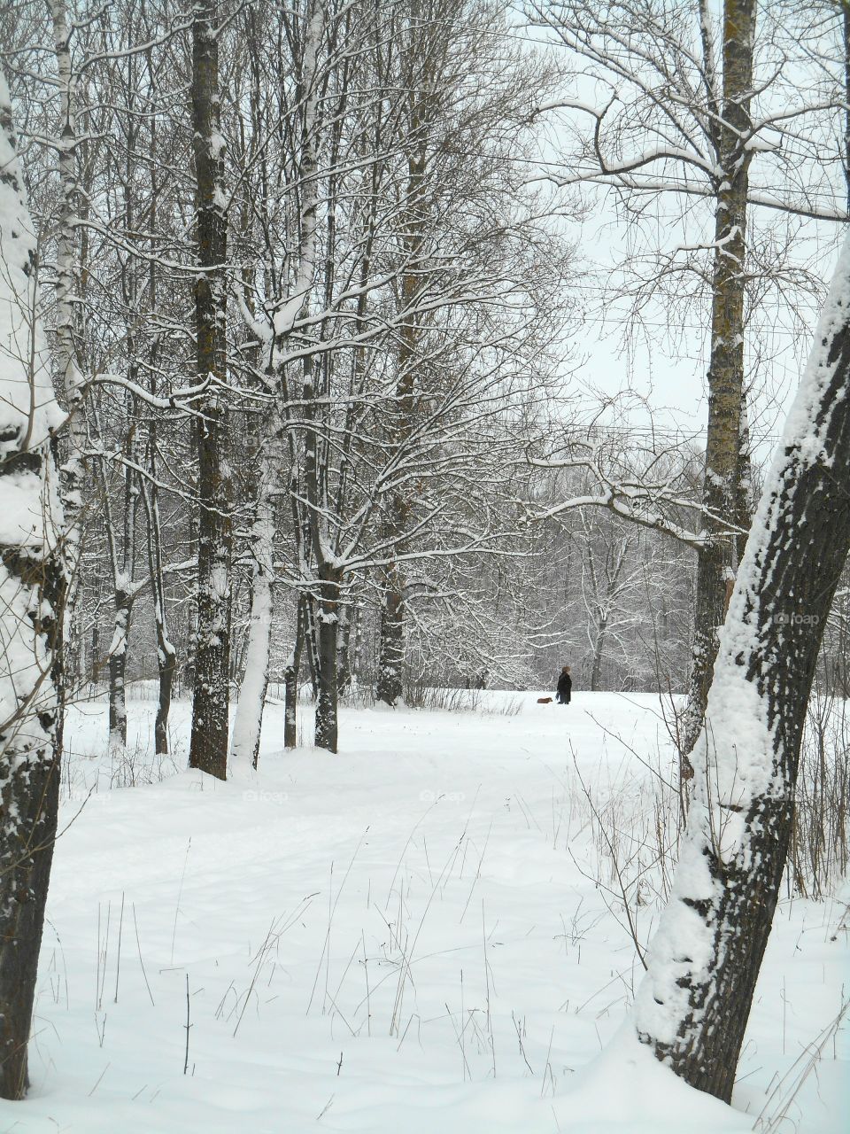 Snow, Winter, Frost, Cold, Wood